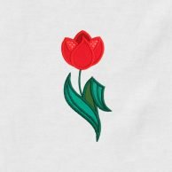 Tulip_Flower